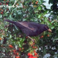 blackbird (Turdus merula) Kenneth Noble